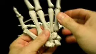 Skeleton HANDS demo -- Standard life size articulated hands