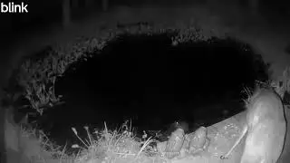 WHITE TAILED DEER | WILD FLORIDA AT THE POND | WILDLIFE CAUGHT CAM SERIES #whitetaileddeer #deer