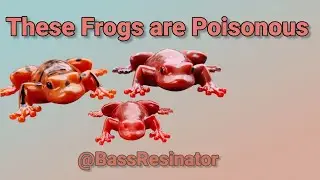 These Frogs ARE Poisonous