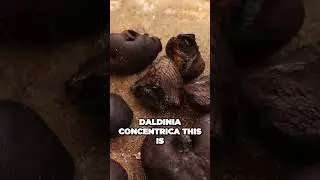Discover the Ancient Fire-Lighting Secrets Hidden in Natures Trees (Fungi)