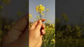 Mustard fields |short video |short video of Mustard fields |shorts