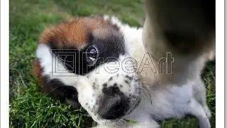 #dog catching food on air