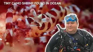 Puerto Galera Dive Sites | FANTASEA REEF