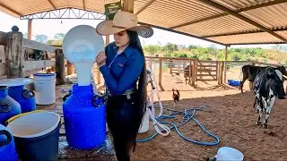 Tirando leite das vacas🤠
