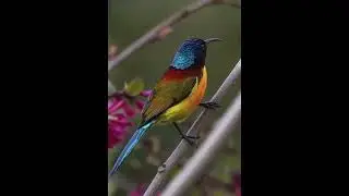 GREEN TAILED SUNBIRD