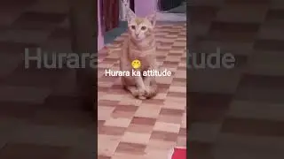 hurara ka attitude#hurara