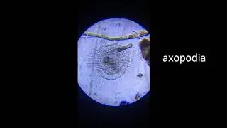 microscope safari
