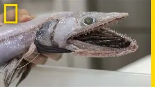 This Deep-Sea Lizard Fish Will Give You Nightmares | National Geographic