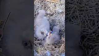 NE32&times;NE33 Sibling Rivalry💥🐥💥🐥💥#eagle #chick #eagles #NEFL