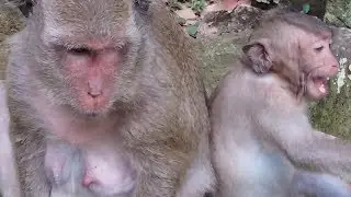 Why Monkey Sweet Pea Screaming Loudly?