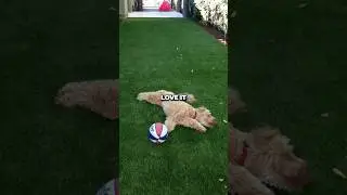 Is Artificial Turf Safe for Dogs? 🐾