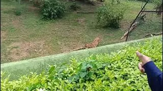 Jungle king tiger @madhusmitarout1111