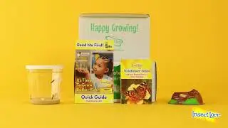 Grow Painted Lady Caterpillars into Butterflies with Insect Lore