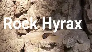 Rock Hyrax a.k.a. Rock Badger