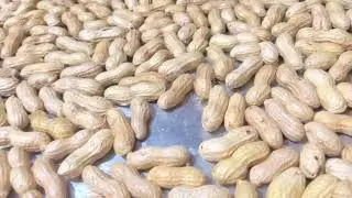 طريقه تحميص وتمليح الفول السوداني