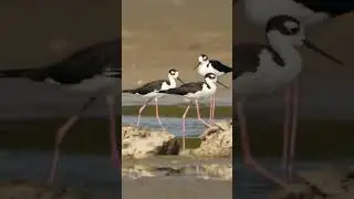 Black-necked Stilt 🐦 Elegant Wading Bird of the Wetlands #Shorts  #birds #reels  #nature #animals