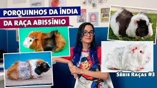PORQUINHOS DA ÍNDIA DA RAÇA ABISSÍNIO - SÉRIE RAÇAS #3