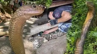 NAPAKA LAKI NA JUMBO KING COBRA PINASOK ANG BUDEGA