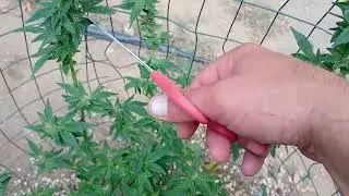 How to define what Powdery mildew looks like on your cannabis plant and trying to contain it