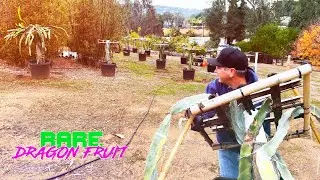WATCH ME MOVE a LARGE DRAGON FRUIT to a NEW TRELLIS / UPGRADE / NEW and IMPROVED SOIL
