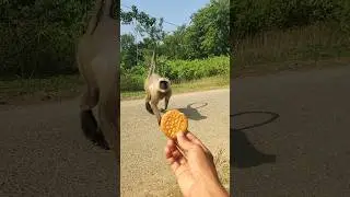 🐒 Langur vs Biscuit! Funny Monkey Reaction 😄 | Feeding Monkey on Road