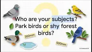 Lenses for Bird Photography: How Focal Length Transforms Your Images