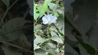 Operculina turpethum growing naturally near Mahanadi river: a medicinal plant of Odisha, India