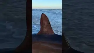 SHARK in surf, Oak Island, NC