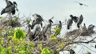 Documentary Of Geography Unlocking ! The Mystery Of Avian Sanctuary's Tree Visitors Story 0001