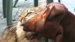 Dachshund Kisses Cat