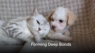 Furry Frenemies: Dogs and Cats Play