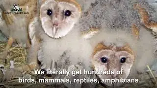 Owl Release