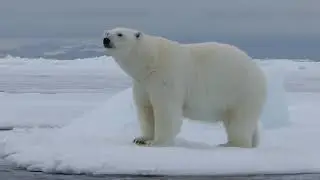 Polar bear walking and rolling on ice