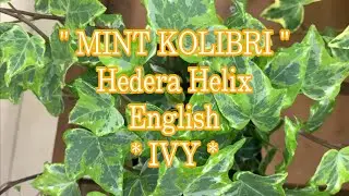 MINT KOLIBRI - IVY - [ Hedera Helix English IVY ] | アイビー (へデラ) | Be ben
