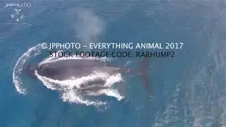 4k STOCK FOOTAGE - RARHUMP2