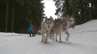 Les chiens de tra&icirc;neaux ont livr&eacute; bataille pour l'Aventure Polaire de M&eacute;audre