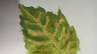 First draw a leaf object #trendingshorts #art #drawing #painting #leafpainting #creative