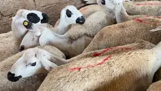 دواء لي خدمت نعجة الوالدة