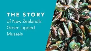 The Story of New Zealand Green Lipped Mussels