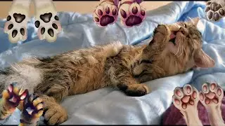 The sweetest kitty you've ever seen: paws in action | Nafantik 🐾