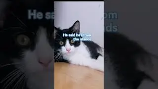 edit for my lost cat :( 😭 aka bozzi