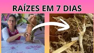OLHA O RESULTADO DA CATLEYA NA TELHA DE BARRO 