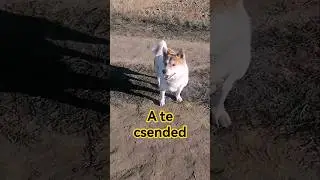 A te csended #shibainu #medve #kutya