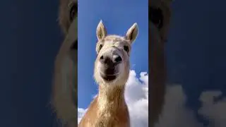 perfect loop?#loop #shrots #animals #cute  #pets #funny