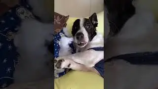 #PetTricksCuteDogs#SleepingPets#dogsoftiktok#viralvideo#DailyPets#SleepingPets