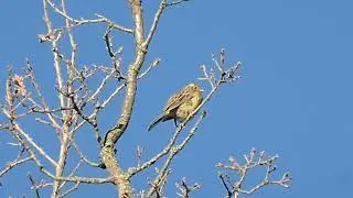 Cirl Bunting, Emberiza cirlus, singing female, Puente la Reina de Jaca, Spain, 5 Apr 2015