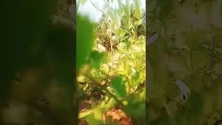 farming reel 🌱👀 #song​ #farming​ #khetibadi​ #dailyshorts​ #virulshorts​