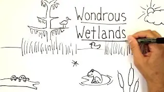 Wondrous Wetlands | Whiteboard
