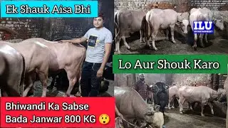 Bhiwandi Ka Sabse Bada Janwar 800 KG 😲 Ek Shauk Aisa Bhi Lo Aur Shouk Karo|| Zeeshan Bhai Bhiwandi||