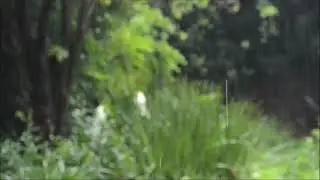 Video no. 14 reading from 'Fables & Fairies' by Uncle Reg.